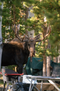 campchefxjosifrommelt 55.webp